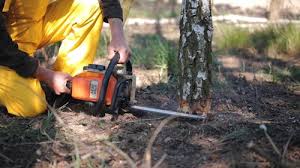 Best Tree Cabling and Bracing  in Shullsburg, WI